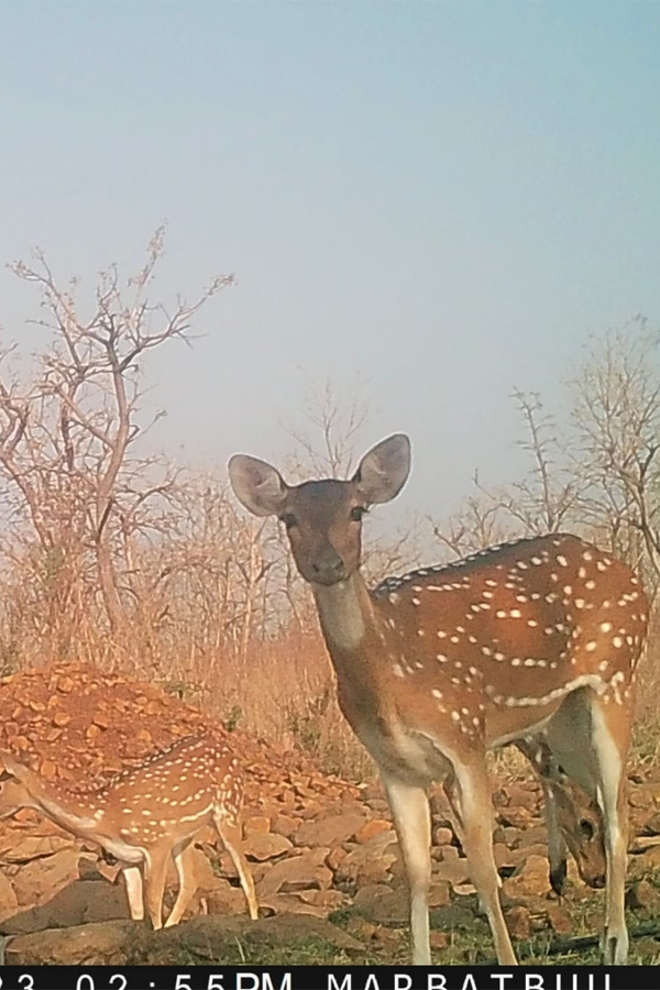 Deer